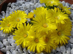 Delosperma congestum